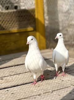 White Mokaya Pair