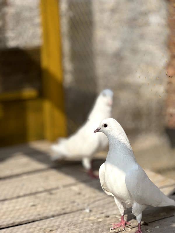 White Mokaya Pair 1