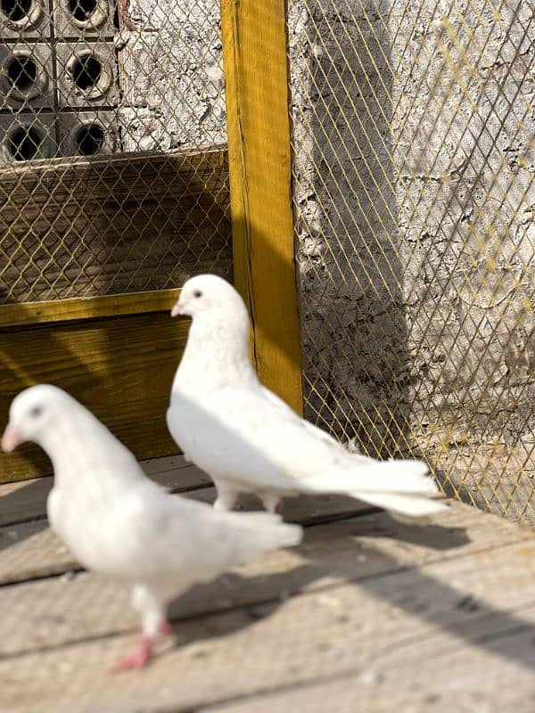 White Mokaya Pair 2