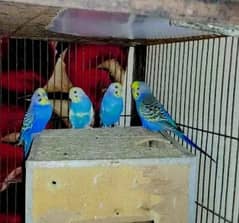 2 Australian Budgie Breeder Pairs