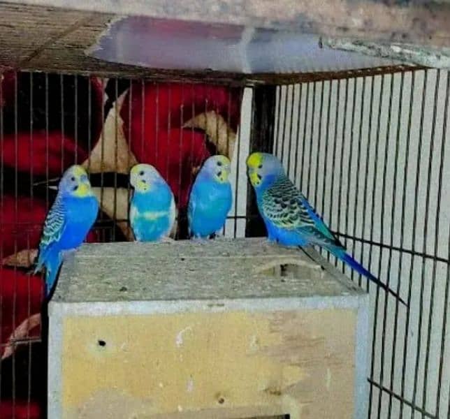 2 Australian Budgie Breeder Pairs 0