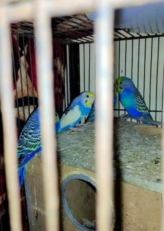 2 Australian Budgie Breeder Pairs 1