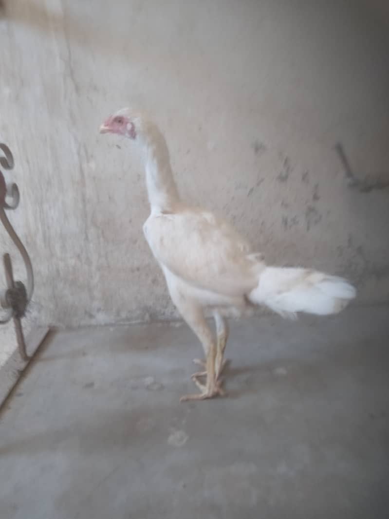 Pure White Heera Murgi | Long Height Female | Aseel Madi | Young Pathi 0