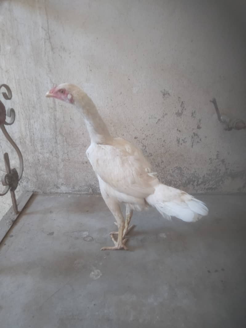 Pure White Heera Murgi | Long Height Female | Aseel Madi | Young Pathi 1