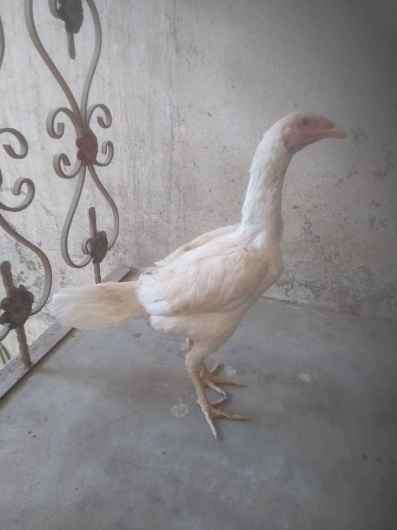 Pure White Heera Murgi | Long Height Female | Aseel Madi | Young Pathi 3