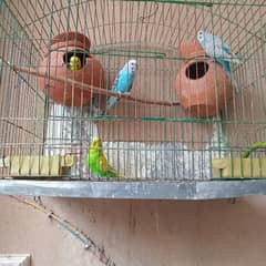 buddies parrots 4 pairs