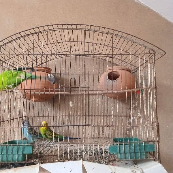 buddies parrots 4 pairs 1