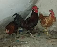 desi hens