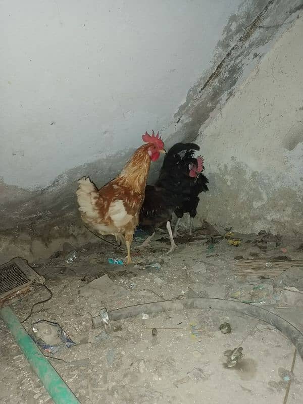 desi hens 4