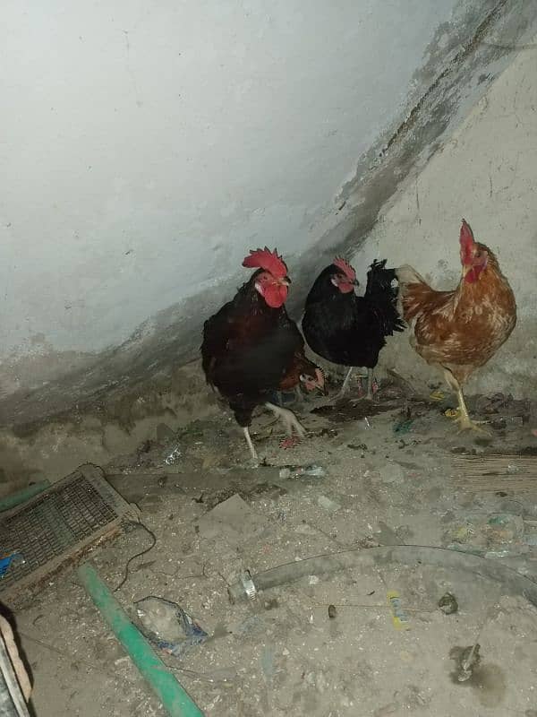 desi hens 8