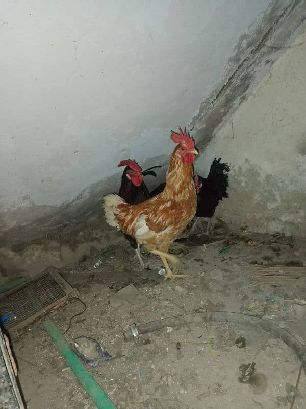 desi hens 9