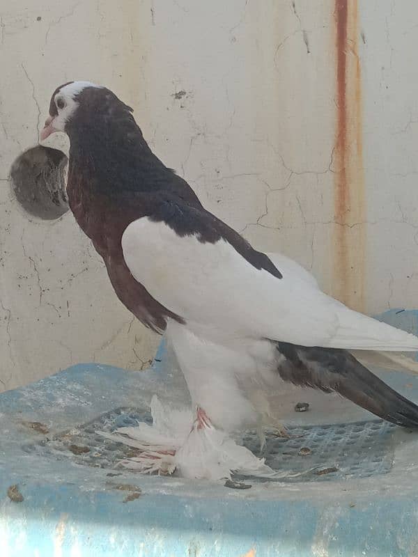 Home breed birds han 2nu bimaar Kuch b msla nhi ha 1