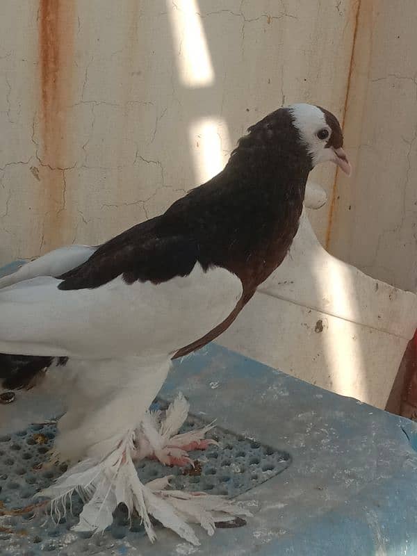 Home breed birds han 2nu bimaar Kuch b msla nhi ha 2