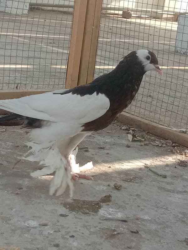 Home breed birds han 2nu bimaar Kuch b msla nhi ha 3