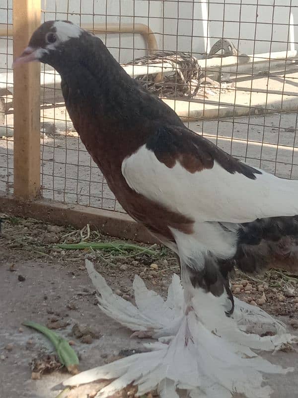 Home breed birds han 2nu bimaar Kuch b msla nhi ha 5