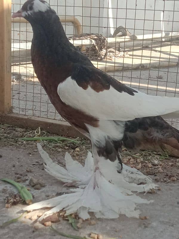 Home breed birds han 2nu bimaar Kuch b msla nhi ha 6