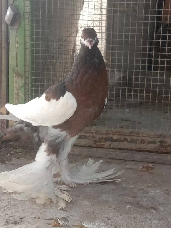 Home breed birds han 2nu bimaar Kuch b msla nhi ha 7