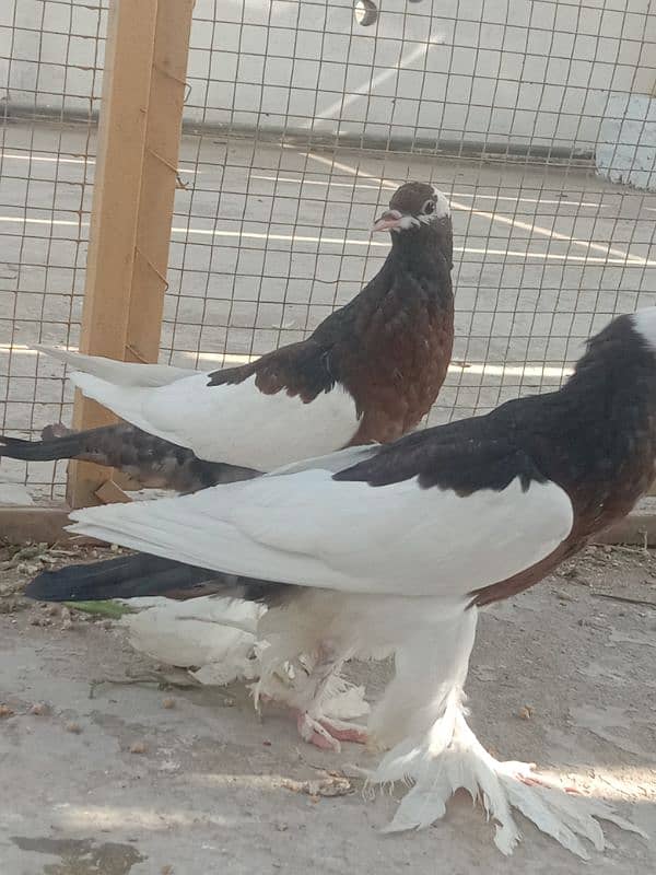 Home breed birds han 2nu bimaar Kuch b msla nhi ha 8