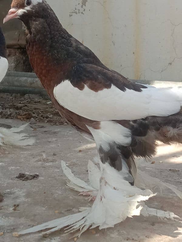 Home breed birds han 2nu bimaar Kuch b msla nhi ha 11