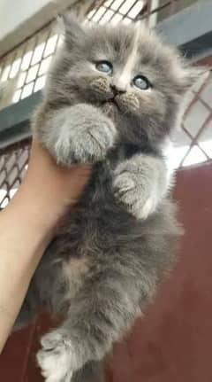 Persian kitten baloo type