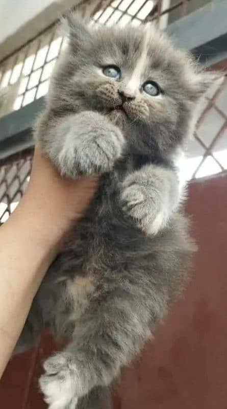 Persian kitten baloo type 0