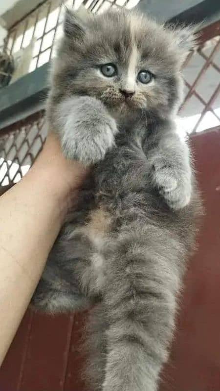 Persian kitten baloo type 1