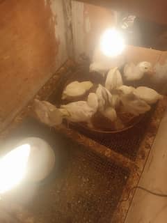 aseel heera chicks for sale