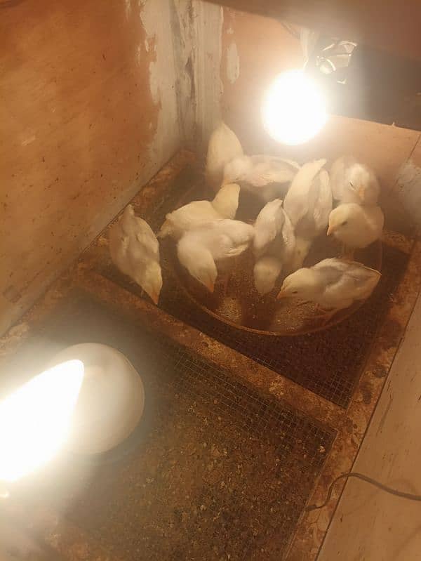 aseel heera chicks for sale 1