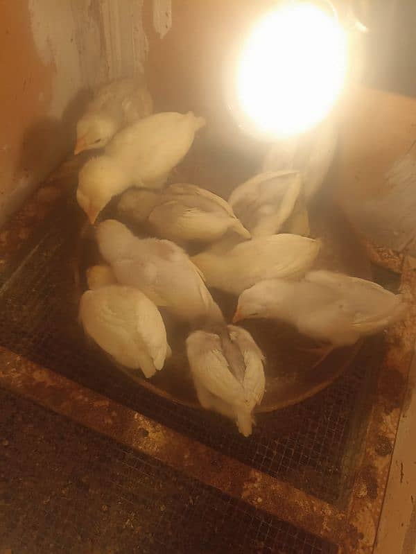 aseel heera chicks for sale 2