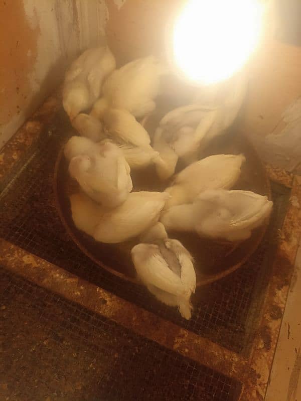 aseel heera chicks for sale 3