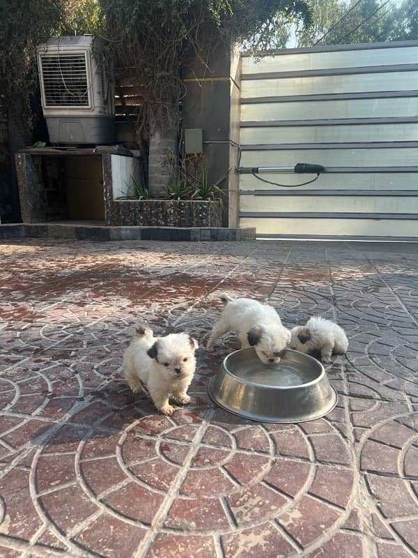 shih tzu puppies / Puppies / shitzu Dog / Dog for sale / shihtzu 6