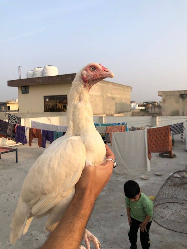 paper white heera aseel madi, female, male, murga, chicks, 3