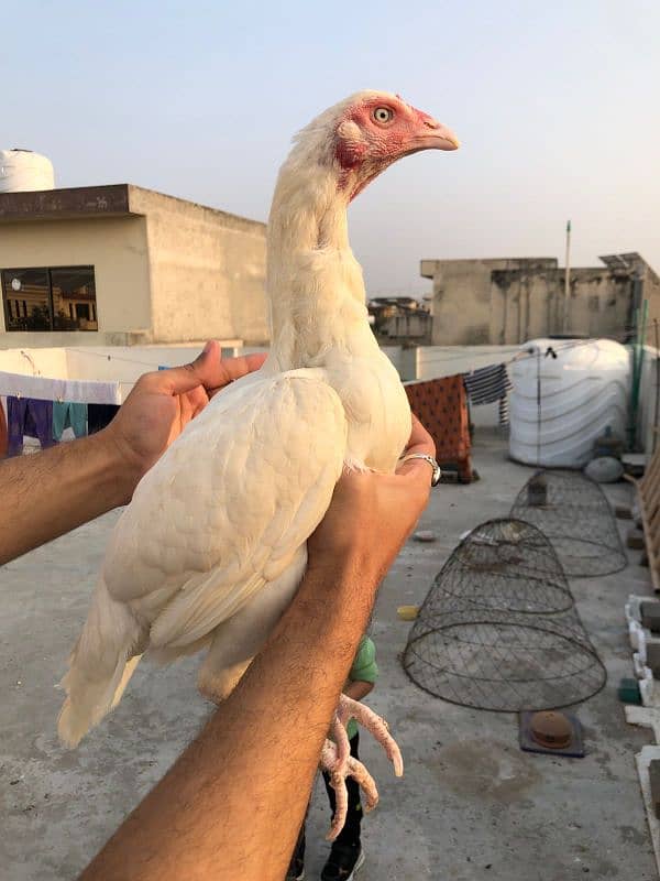 paper white heera aseel madi, female, male, murga, chicks, 4