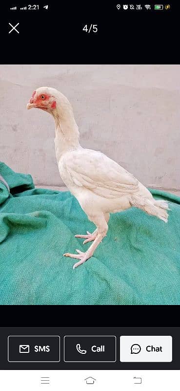 paper white heera aseel madi, female, male, murga, chicks, 5