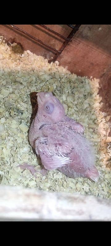 Eno red eye cocktail breeder pair for sale | 03117467819 8