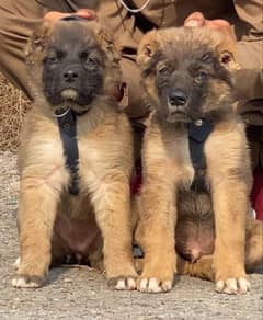 Kangal dog |Turkish kangal puppies |kangal puppy|security dog