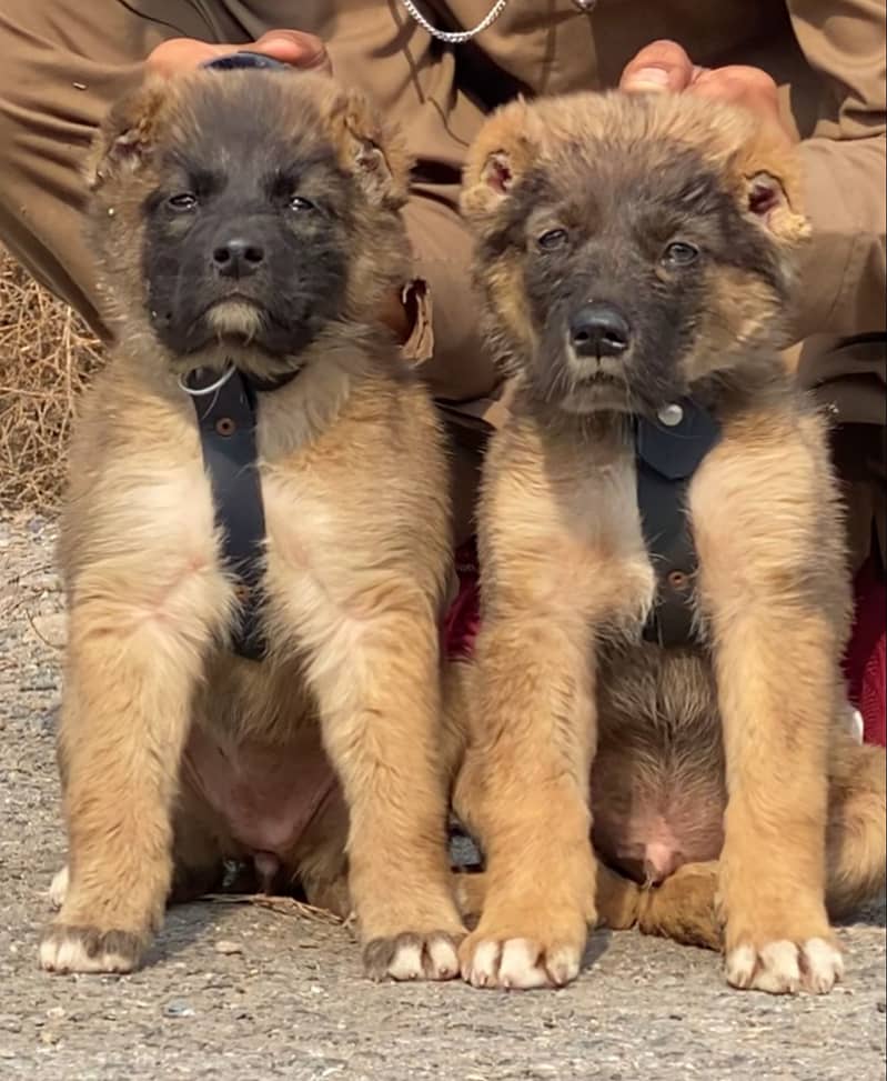 Kangal dog |Turkish kangal puppies |kangal puppy|security dog 0