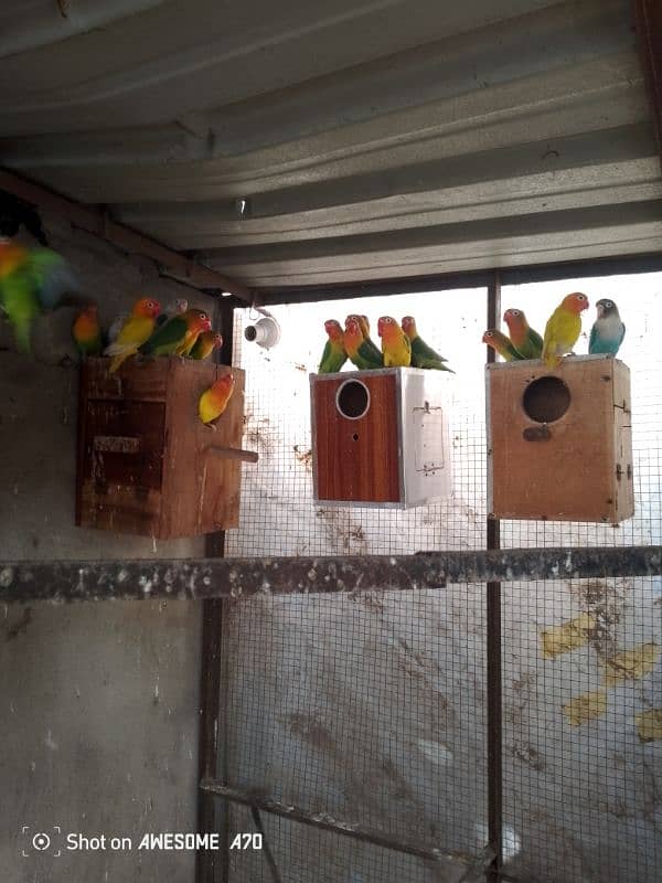 LOVEBIRDS BREEDERS PAIR COLONY FOR SALE 1