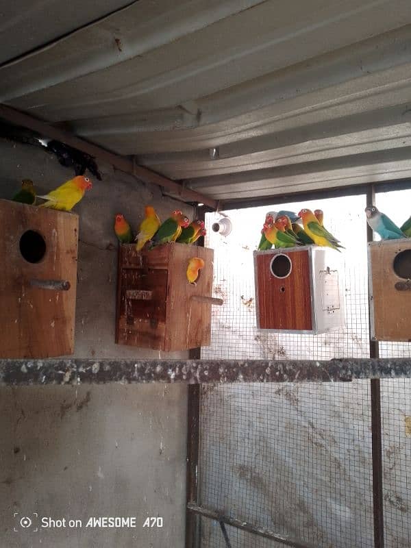 LOVEBIRDS BREEDERS PAIR COLONY FOR SALE 2