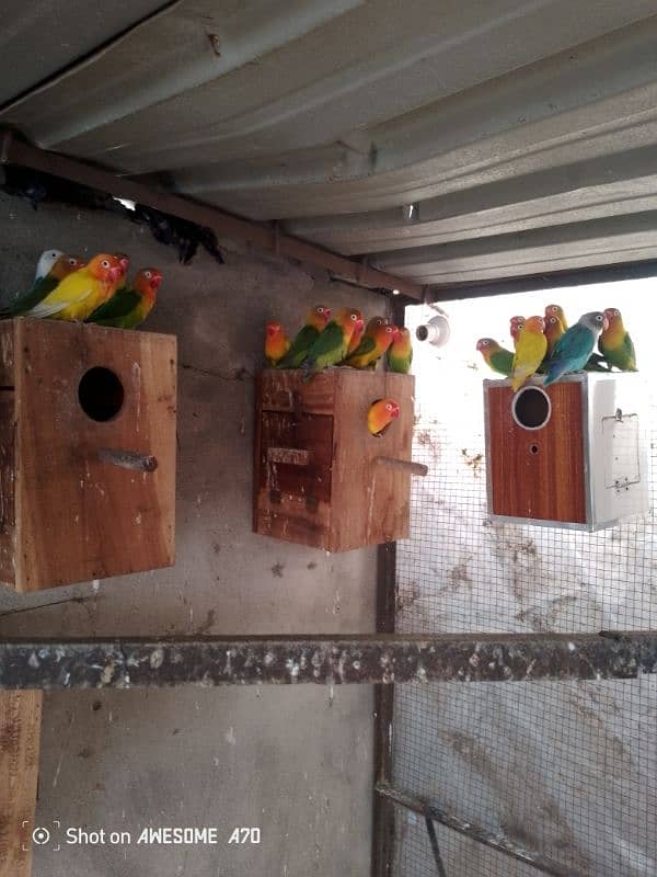 LOVEBIRDS BREEDERS PAIR COLONY FOR SALE 3