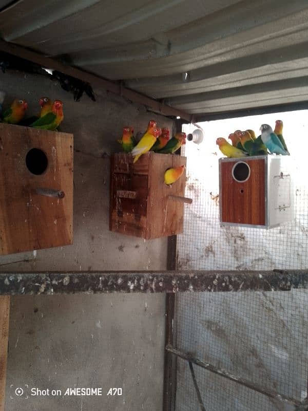 LOVEBIRDS BREEDERS PAIR COLONY FOR SALE 4