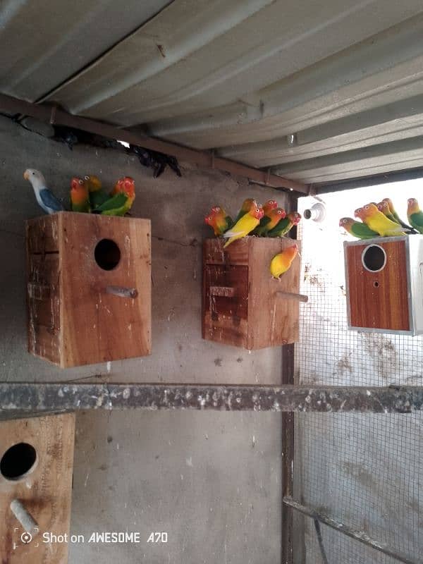 LOVEBIRDS BREEDERS PAIR COLONY FOR SALE 5