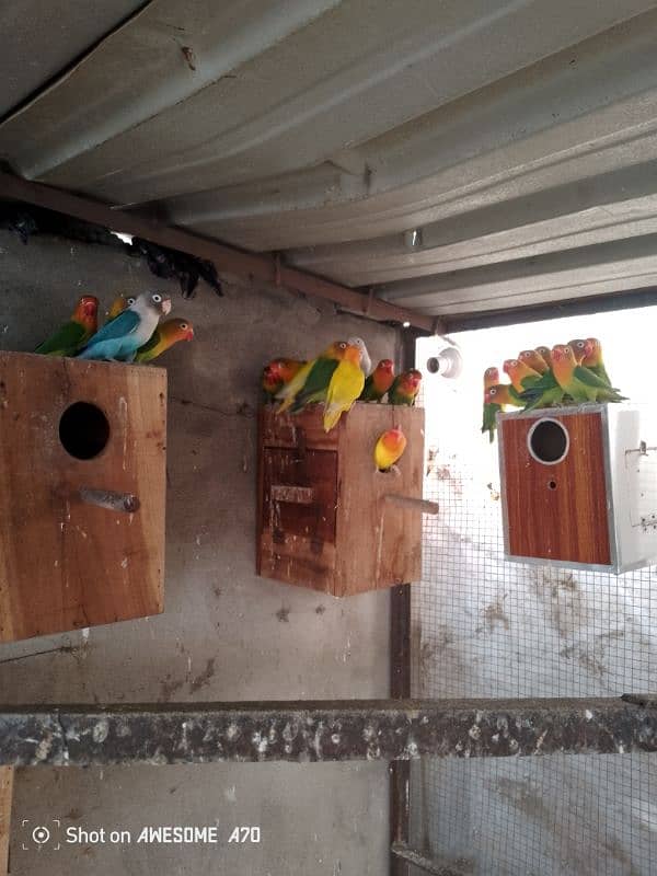 LOVEBIRDS BREEDERS PAIR COLONY FOR SALE 6