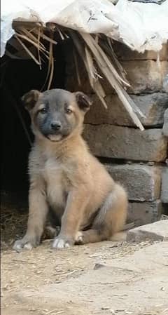 Belgian shepherd Male puppy for sale