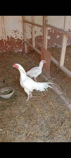 aseel Hera breeder male for sale