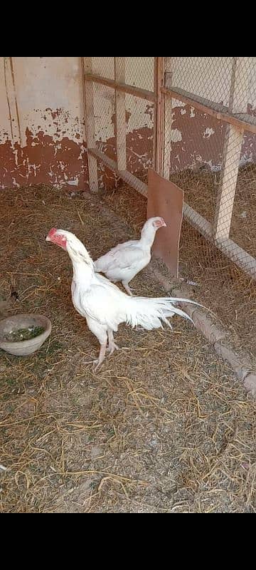 aseel Hera breeder male for sale 0