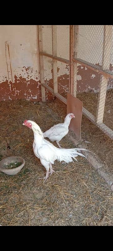 aseel Hera breeder male for sale 1