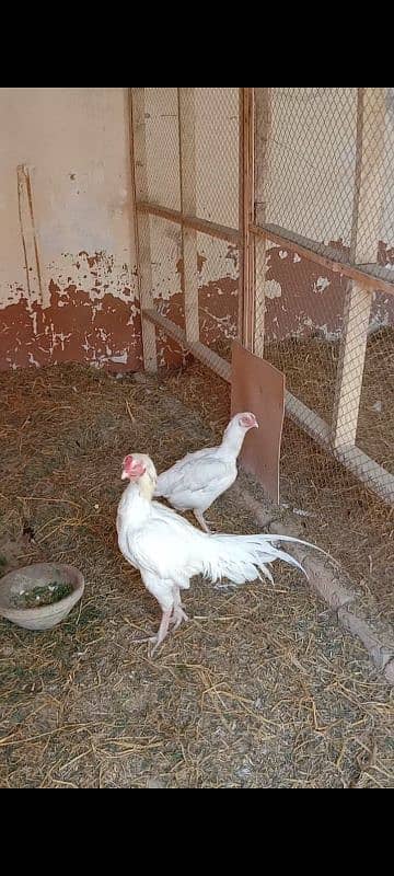 aseel Hera breeder male for sale 2