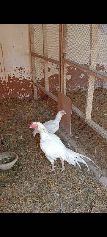 aseel Hera breeder male for sale 3