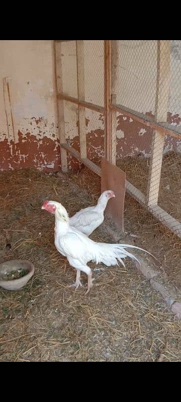 aseel Hera breeder male for sale 4